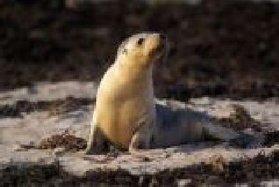 Känguruh Island-SA Ki3.jpg